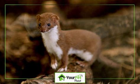 From Mischief to Mastery: Nurturing Weasels with Expert Care