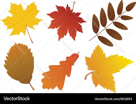 Fall leaves Royalty Free Vector Image - VectorStock