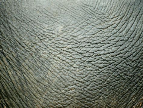 elephant skin texture 26662852 Stock Photo at Vecteezy