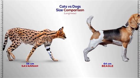 Cats vs Dogs Size Comparison - YouTube