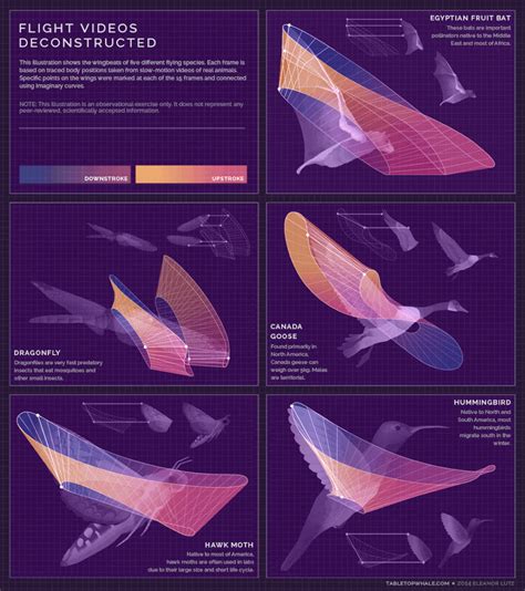 Flight Patterns Deconstructed — Cool Infographics