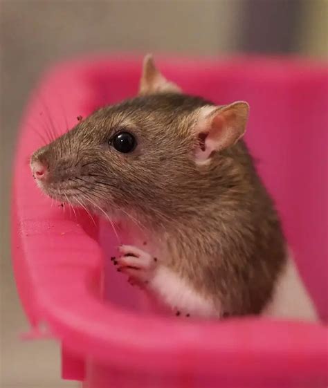 Different Types of Pet Rat Breeds! - Which One is For You? (2019)