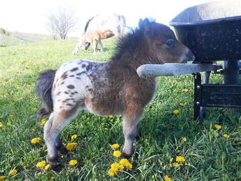 Meet The Adorable Miniature Horse – And Yes, They Are Fully Grown ...