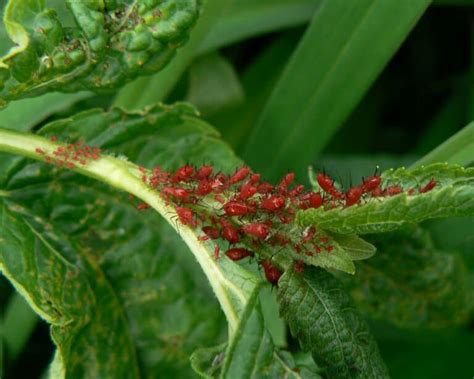 Red Aphids Pictures - AZ Animals