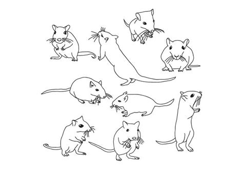 The best free Gerbil drawing images. Download from 64 free drawings of Gerbil at GetDrawings