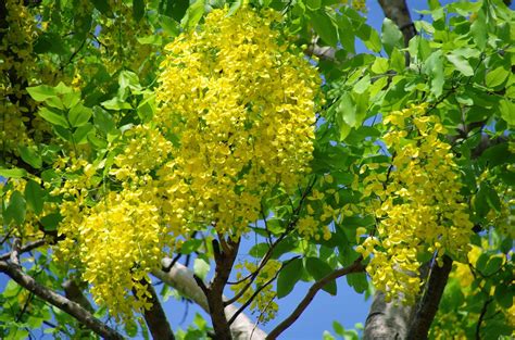 Trees and Plants: Cassia Fistula I