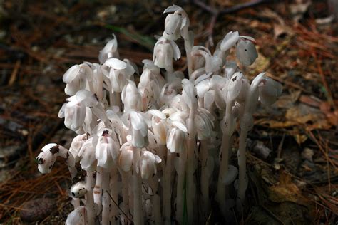 File:Ghost plant.jpg - Wikimedia Commons