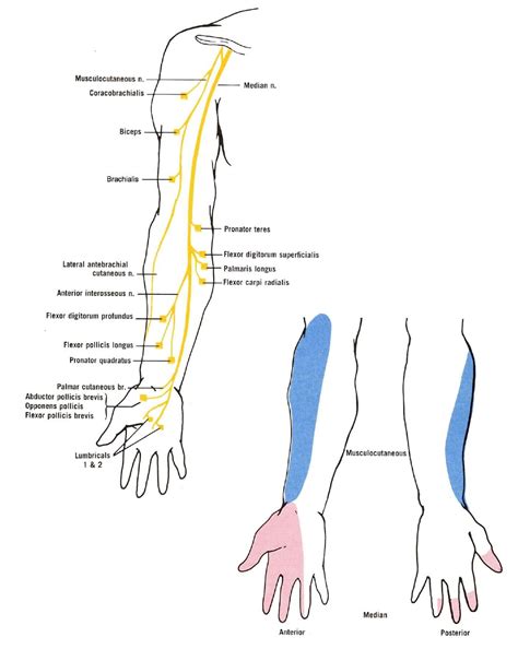 Median Nerve Distribution | Median nerve, Nerve, Upper limb anatomy