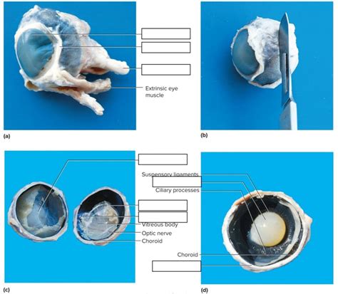 Sheep Eye Anatomy