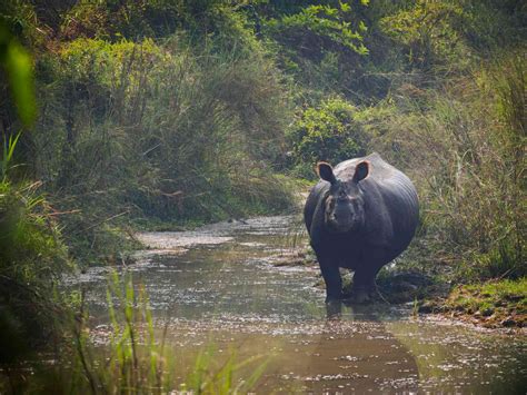 Chitwan National Park: The Complete Guide