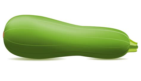 zucchini vector illustration 516362 Vector Art at Vecteezy