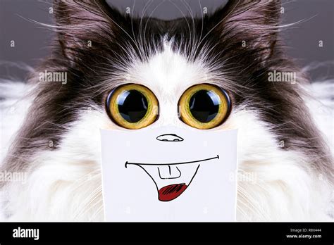 black and white funny cat with big eyes and smile on cardboard Stock Photo - Alamy