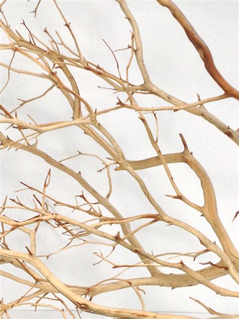 Sandblasted Manzanita | Decorative Branches