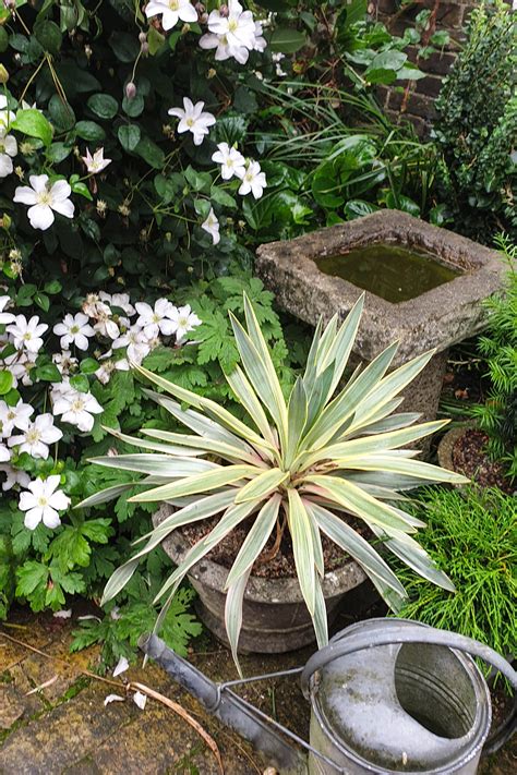 Evergreen Plants For Garden Pots