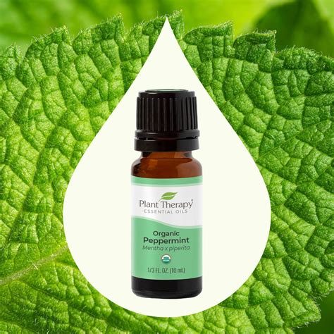 Organic Peppermint Essential Oil – Plant Therapy