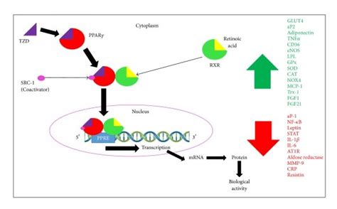 Mechanism of action of PPARγ when it is activated by its exogenous... | Download Scientific Diagram