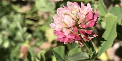 Alsike Clover | Colorado's Wildflowers