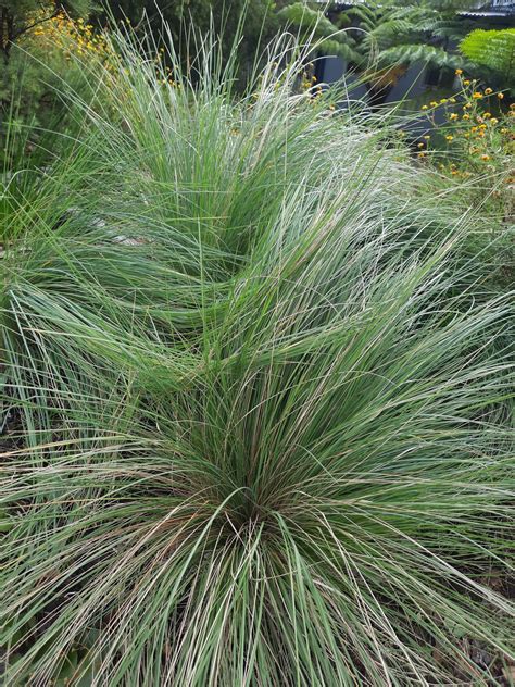 Poa labillardierei (Tussock Grass) Australian Native Plant Profile ...