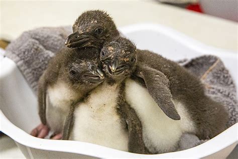 8 macaroni penguins hatch at Kansas City Zoo