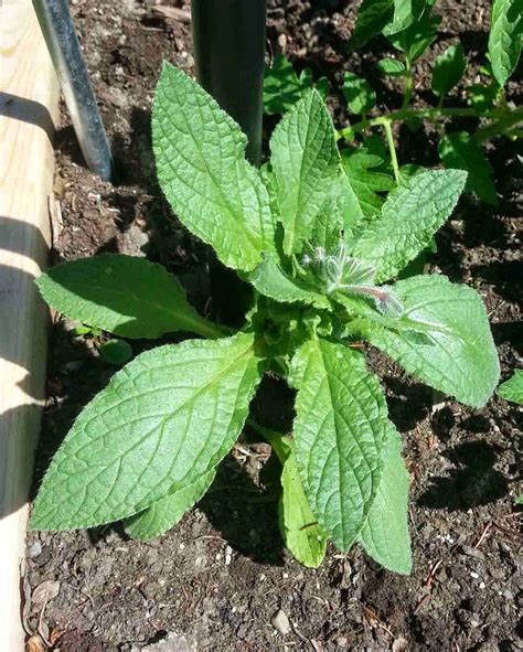 The Gardening Me: Squash & Why My Neighbours Can Leave Their Car Doors Unlocked - Part 2