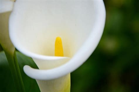 Premium Photo | Calla lily in the garden