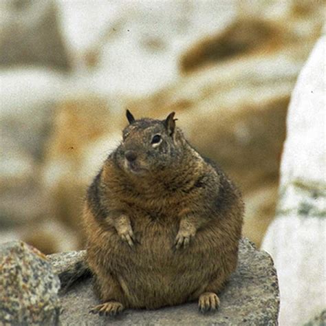 Fat Squirrels That Totally Overate This Winter