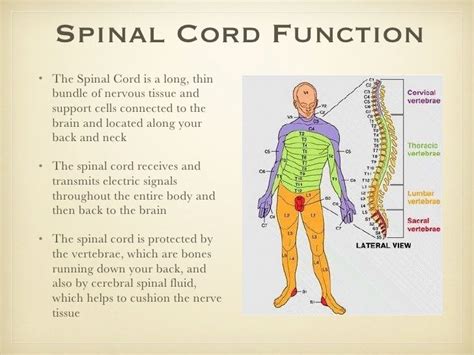 anatomy of spinal cord ppt | Spinal cord anatomy, Spinal cord, Spinal