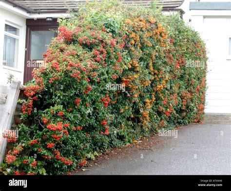 Pyracantha hedge hi-res stock photography and images - Alamy