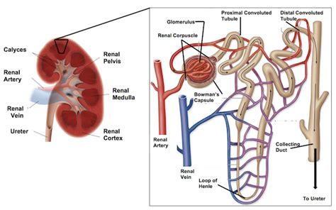 Patient Education: Nephron structure