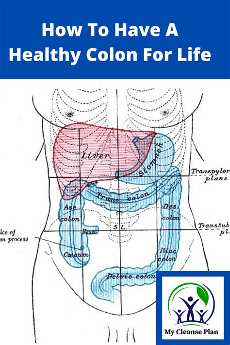 How To Have A Healthy Colon For Life - My Cleanse Plan