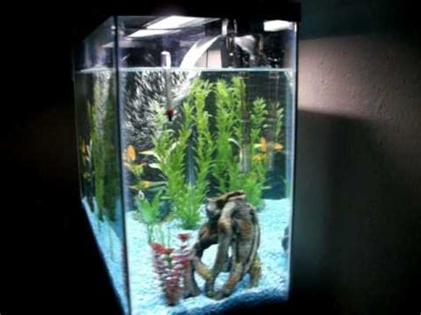 37 gallon fish tank - YouTube