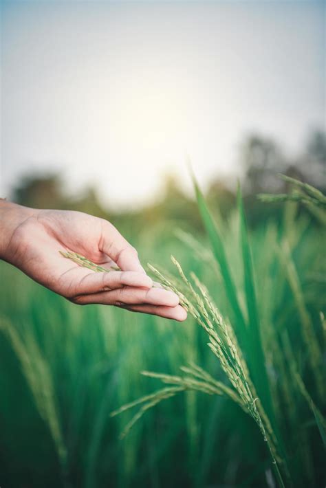 Hand touching a rice plant 1855739 Stock Photo at Vecteezy