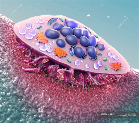 Osteoclast cross-section, illustration. Osteoclasts are large, multinucleated bone cells with a ...