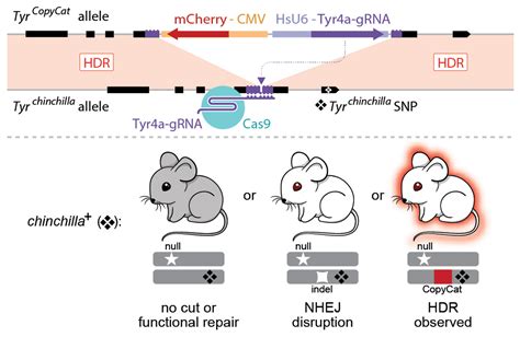 UC San Diego Researchers First to Use CRISPR/Cas9 to Control Genetic Inheritance in Mice