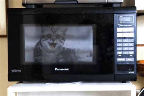 Microwave GIF - Find & Share on GIPHY