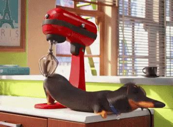 Dachshund Dog GIF - Dachshund Dog ScratchBack - Discover & Share GIFs