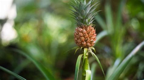 A Detailed Guide To All The Pineapple Growing Stages