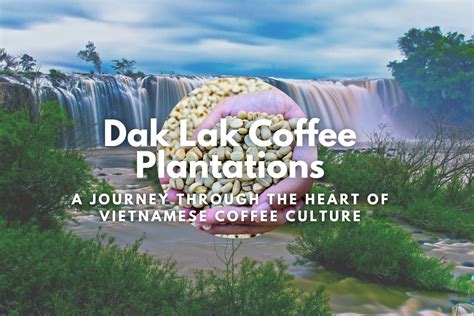 Dak Lak Coffee Plantations: A Journey Through the Heart of Vietnamese Coffee Culture - Helena ...