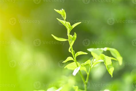 Blurred Leaves Abstract Background Green Leaf Bokeh Blurred Nature ...