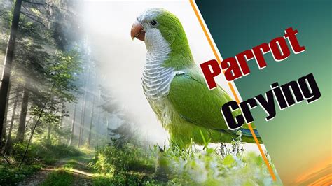 parrot crying - YouTube