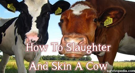 How To Slaughter And Skin A Cow | Survivopedia