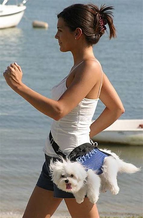 13 Hilarious Pictures of Walking The Dog | Dogs, Funny dogs, Dog walking