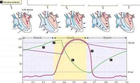 Blood flows from right heart to lungs to left heart to body - Plasma ...