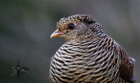 Golden Pheasant — Blue Creek Aviaries