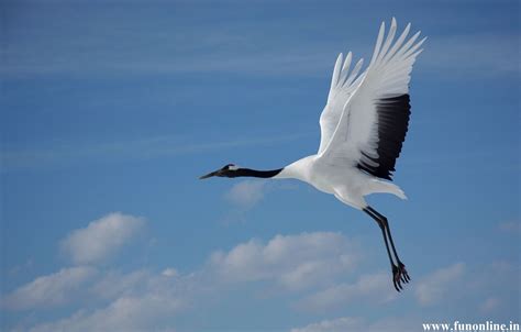 A Japanese Red-Crowned Crane In Flight | Red-crowned crane, Japanese ...