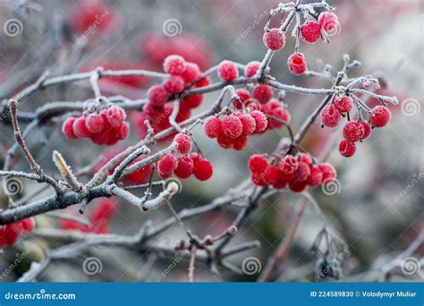 Frost-covered Viburnum Bush with Red Berries, Winter View Stock Photo - Image of hoarfrost ...