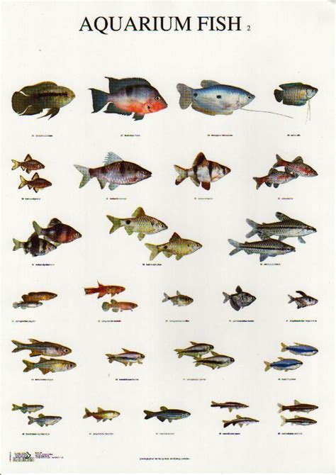 Aquarium Fish Types