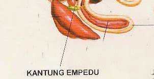 proses pencernaan ayam terbaru - Elinotes review