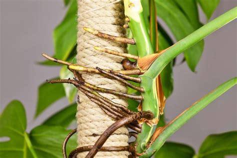 What to Do with Monstera Aerial Roots (4 Options) - The Practical Planter