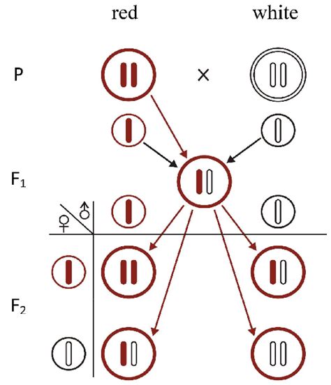 The pericarp inheritance in wheat. | Download Scientific Diagram